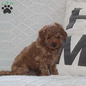 Sparky, Maltipoo Puppy